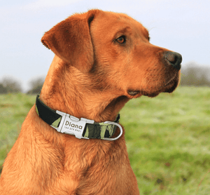 Custom Engraved Info Collar