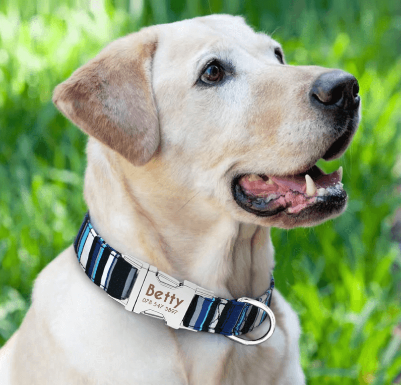 Custom Engraved Info Collar